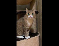 Collab PLC - Cat with dilated eyes meows like bird