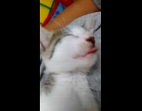 Collab PubityPets - Kitten Sticks Out Tongue as it Sleeps