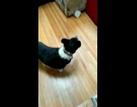 Dog barks at other dog on couch