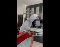 Jolly Gray Parrot Calls Over House Dog