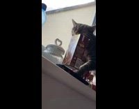 Cat grabs chocolate milk box by straw 
