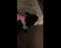 Black dog pulls favorite toy from owner