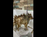 Small dog in bathtub wet fur spikes