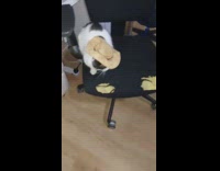 Cat on chair wear cowboy hat meow
