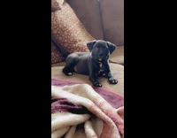 Collab BitchMP - Black dog on couch nods at owner