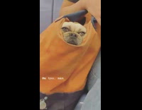 Brown dog sleeps in orange blue purse with smooshed face on subway