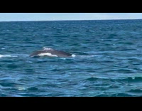 Submitter films young whale doing rain blow