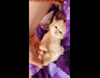 Girl pets newborn orange kitten purple blanket