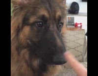 woman puts finger on dog nose he gets mad. 