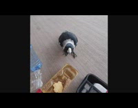 Guy feeds black white bird cookies laptop 