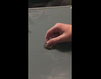 Person give dog underneath hole some treats