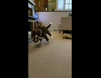Slowmo of dog that runs into chair leg