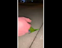 Collab BitchMP - Random parakeet bird on floor screams when touched
