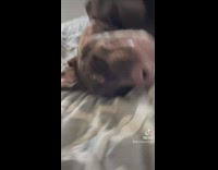 Compilation of dark brown dog gives owner paw 