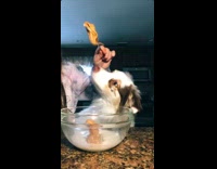 Australian shepherd dog helps girl bake cookies 
