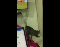 Grey cat fetch red candy girl bedroom