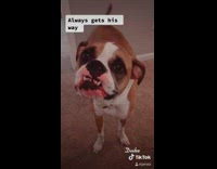 Brown pitbull dog growls sits girls lap