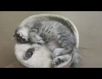 Grey kitten lays on top of tower
