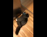 Grey white puppy dog pushes cat down 