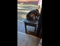 Someone leaves a fake fox on the wooden seat