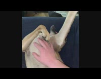 Light Brown Dog Raises Arm to go to Park