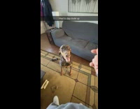 Pet dog sit and gives a handshake to the filmer