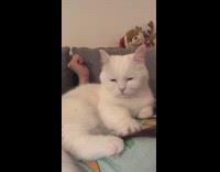 Kitten licks paws waking up 