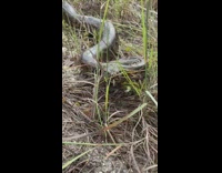 Snake tries to bite guy