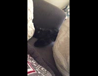 Black cat laying behind pillows has eyes wide opened when pillow is moved