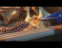 Pet gecko lizard fed some cricket bug on its terrarium