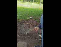Squirrel approaches hand for treat 