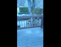 Coyotes on the backyard makes some noise