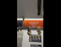 Two snakes hanging on the hand support rail in the subway train 
