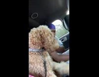 Dog in car fighting and playing with guy 