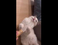 Cat playing with frosted stick 