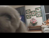 Pet dog smiles and shows its teeth when the filmer asked to