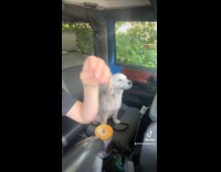 Collab Clips MPUGC - Woman rescues lost dog on street 