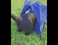 Collab BitchMP - Black cat blue tent pee