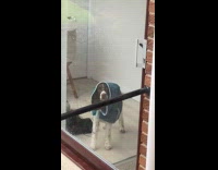 Dog with raincoat stares behind glass door