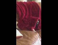 Pug dog red blanket hide and seek 