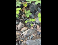 Man puts voice over when touching plant