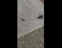 Person put snail beside another snail