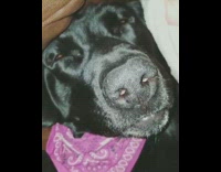 Black dog wearing purple bandana snores 