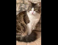 Fluffy cat in front of bricks 