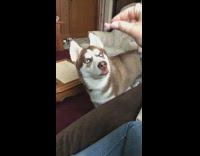 brown husky dog upset at piece of brown food