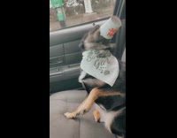 Pup cup stuck on nose of dog