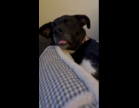 Dog sticks tongue out after nap