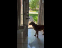 Collab PubityPets - Dog Pushes House Door to Close it