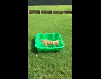 Dog play inside green tub with water
