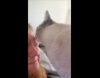 Cat licks the face of its owner
